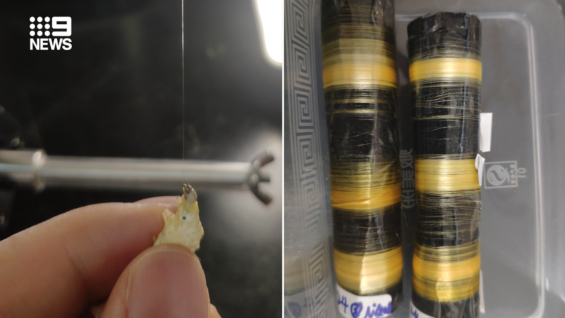 Genetically modified silkworms spin silk six times stronger than Kevlar